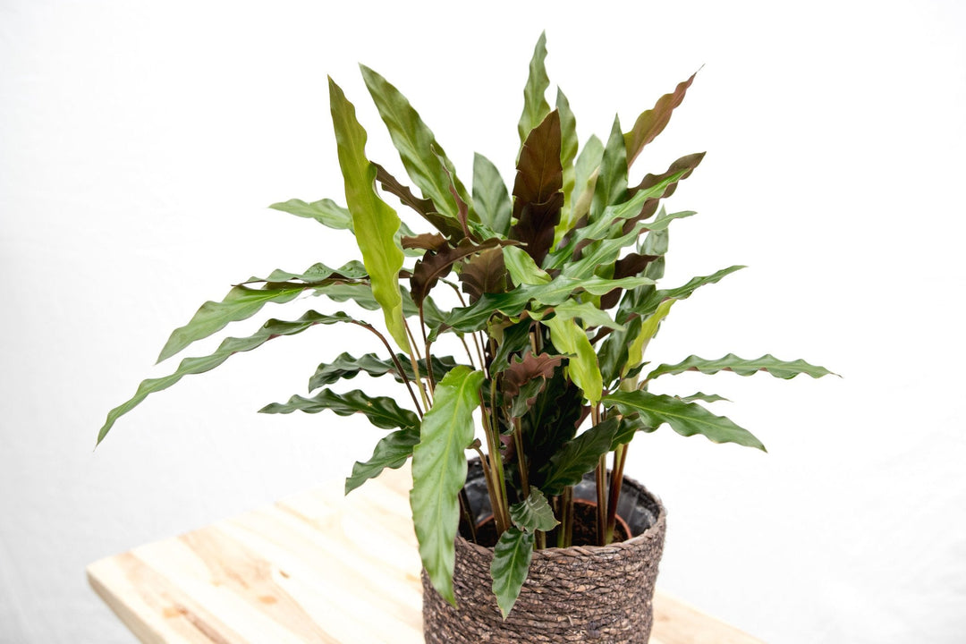Calathea Elgergrass - 70cm - Pauwenplant - Kamerplant