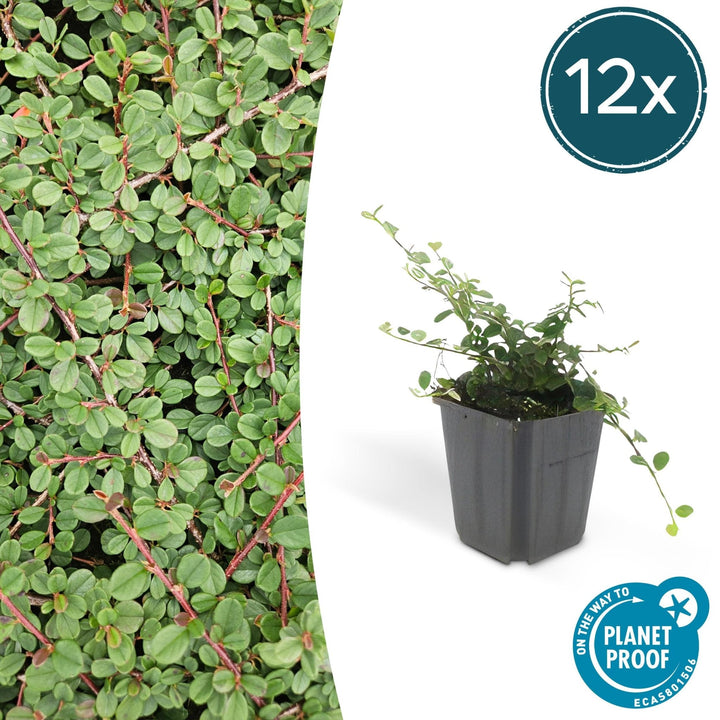 Cotoneaster Prostratus 'Queen of Carpets' - 20cm | Koop