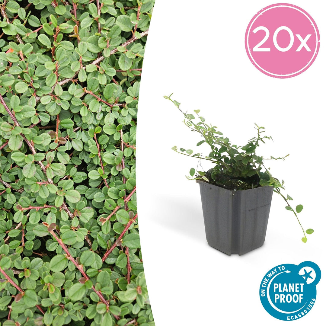 Cotoneaster Prostratus 'Queen of Carpets' - 20cm | Koop