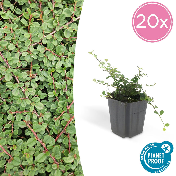 Cotoneaster Prostratus 'Queen of Carpets' - 20cm | Koop