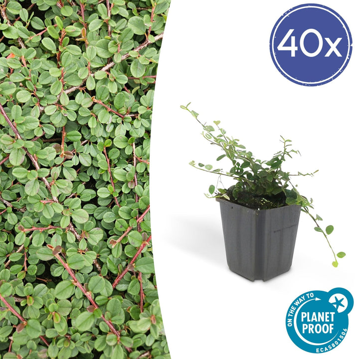 Cotoneaster Prostratus 'Queen of Carpets' - 20cm | Koop
