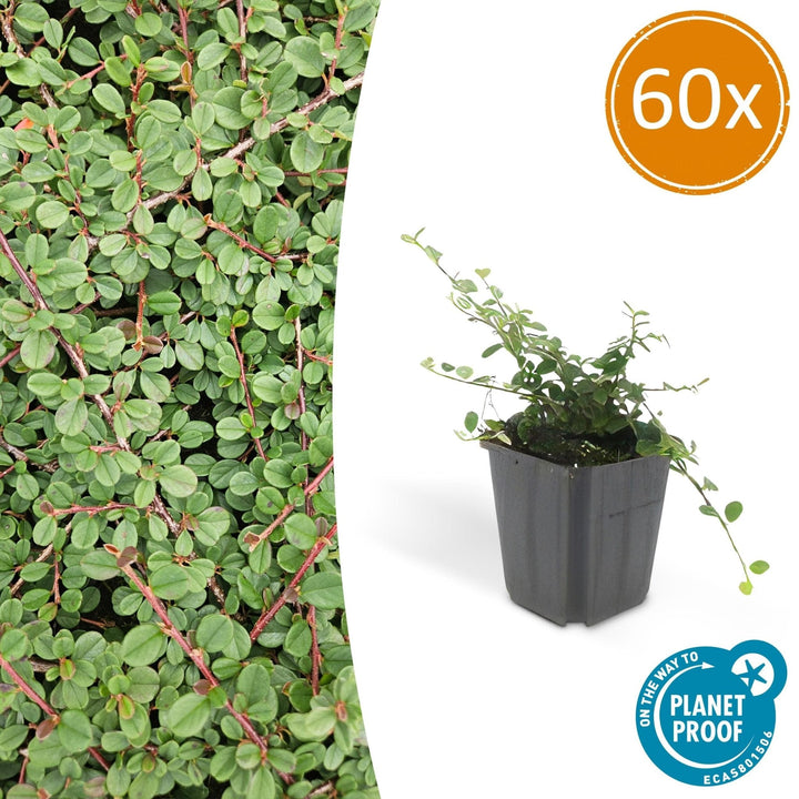 Cotoneaster Prostratus 'Queen of Carpets' - 20cm | Koop