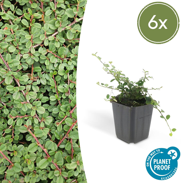 Cotoneaster Prostratus 'Queen of Carpets' - 20cm | Koop