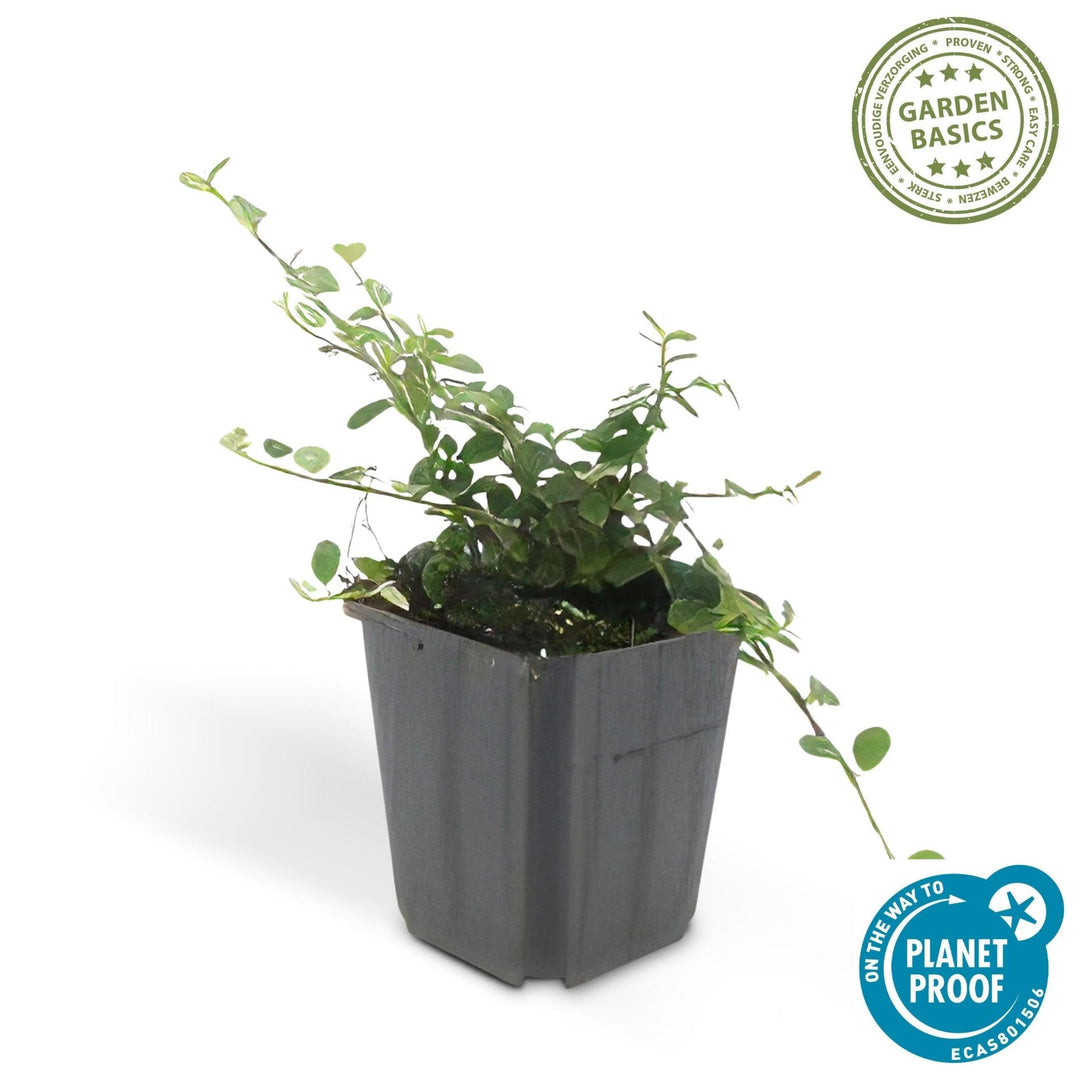 Cotoneaster Prostratus 'Queen of Carpets' - 20cm | Koop