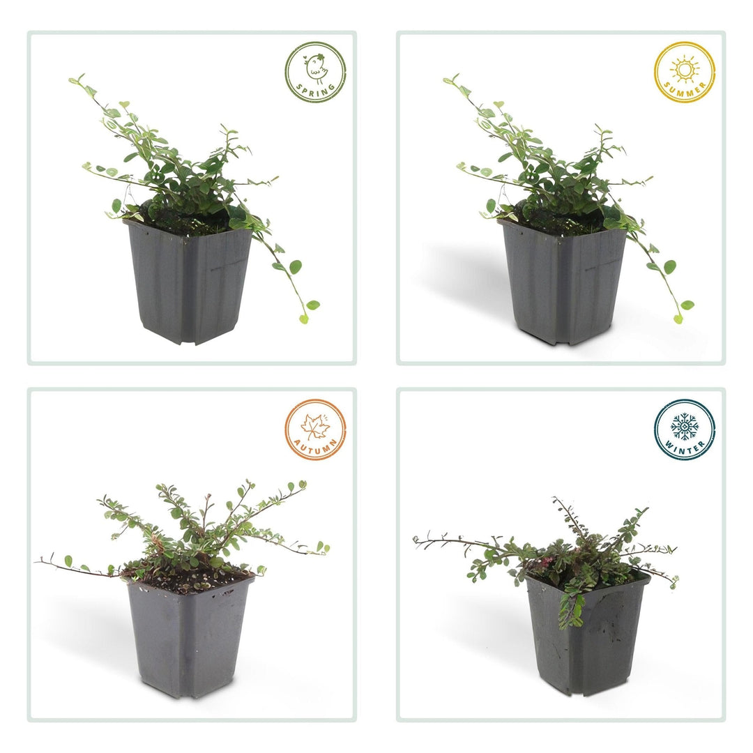 Cotoneaster Prostratus 'Queen of Carpets' - 20cm | Koop