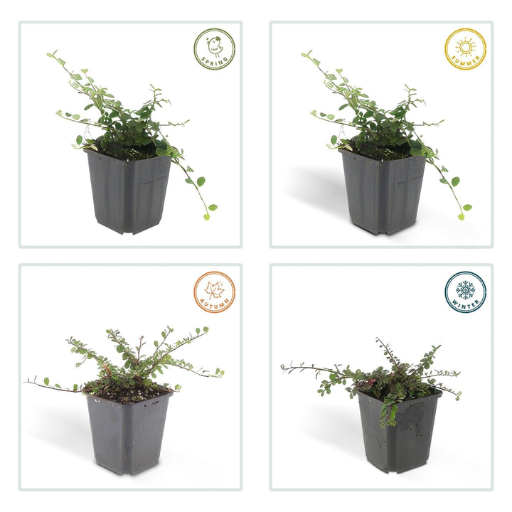 Cotoneaster Prostratus 'Queen of Carpets' - 20cm | Koop