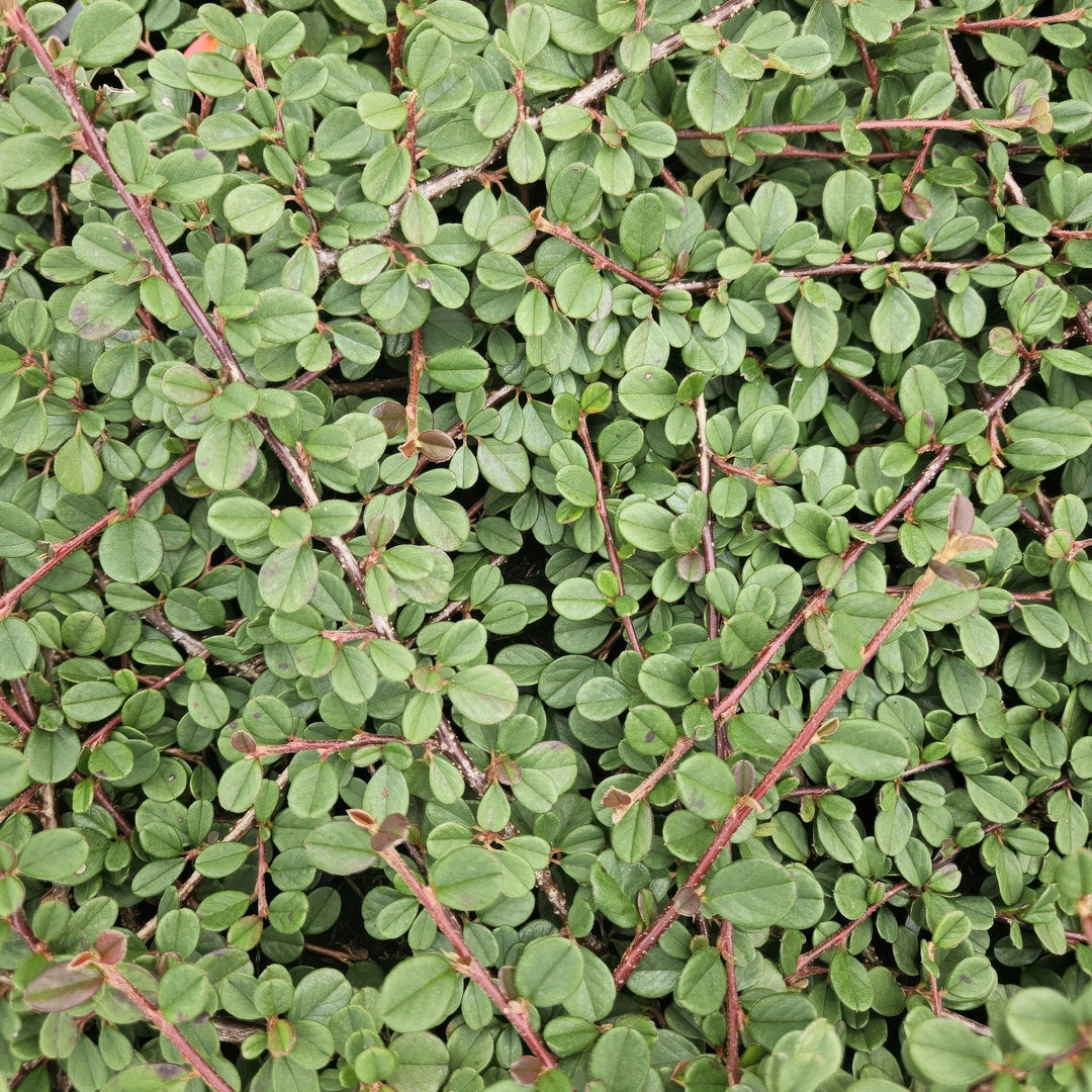 Cotoneaster Prostratus 'Queen of Carpets' - 20cm | Koop