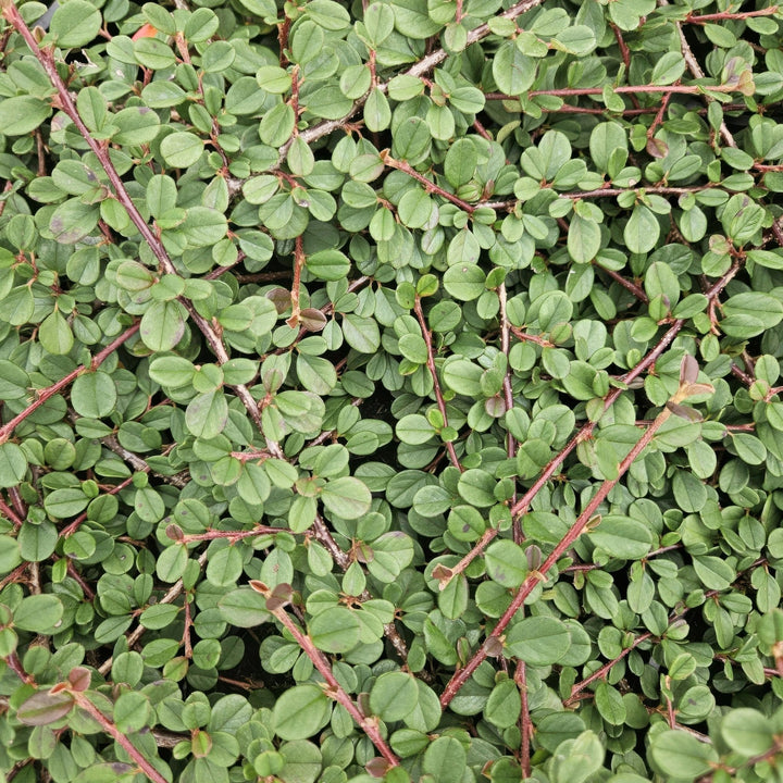 Cotoneaster Prostratus 'Queen of Carpets' - 20cm | Koop