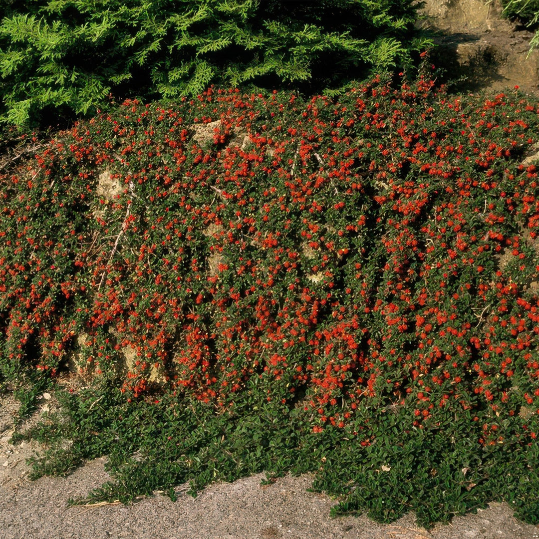 Cotoneaster Prostratus 'Queen of Carpets' - 20cm | Koop
