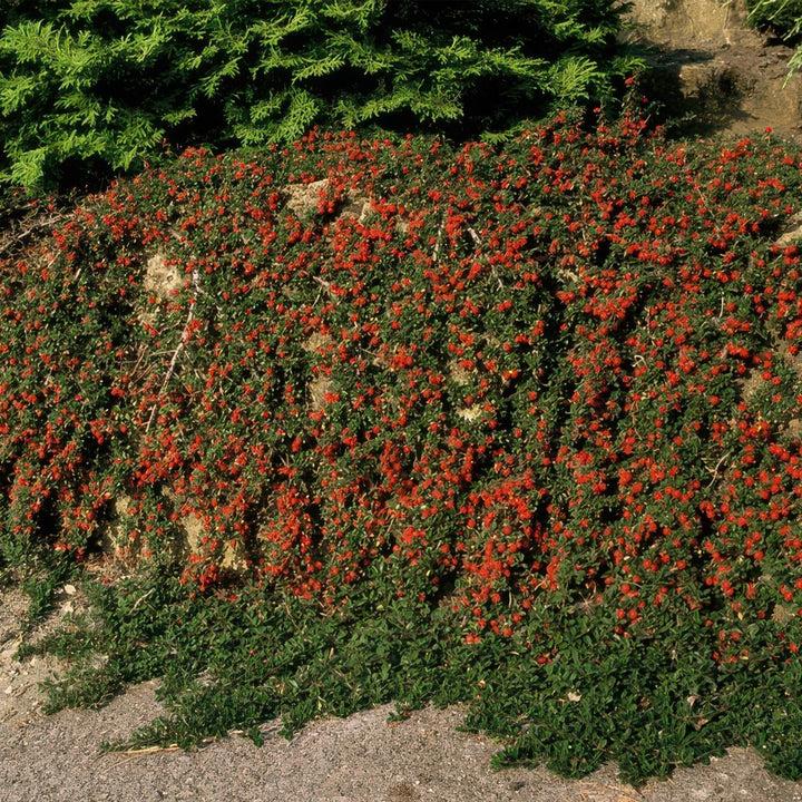 Cotoneaster Prostratus 'Queen of Carpets' - 20cm | Koop