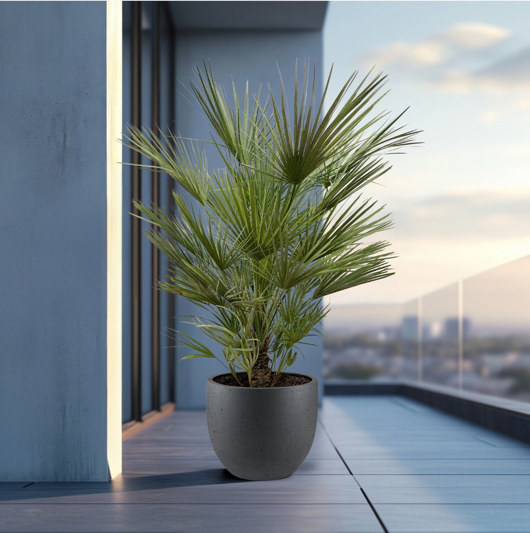 Chamaerops humilis - 170cm - Kamerplant Kopen