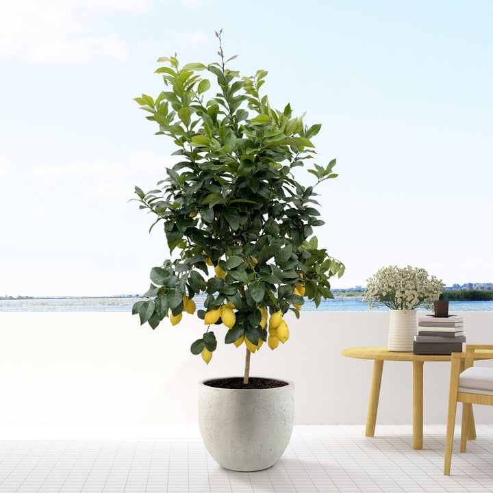 Citronnier - 200cm - Acheter une Plante d'Intérieur