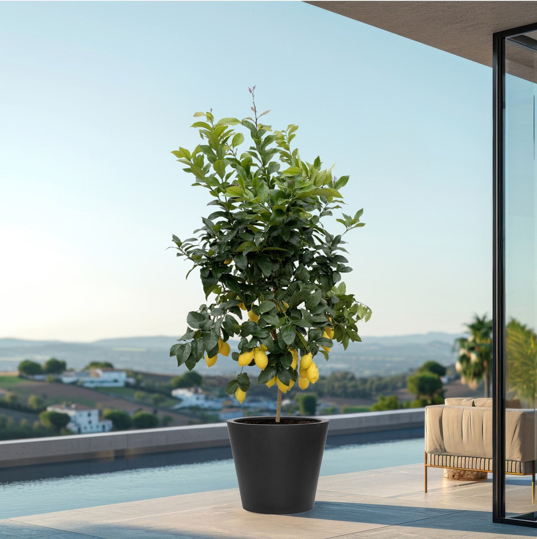Citronnier - 200cm - Acheter une Plante d'Intérieur