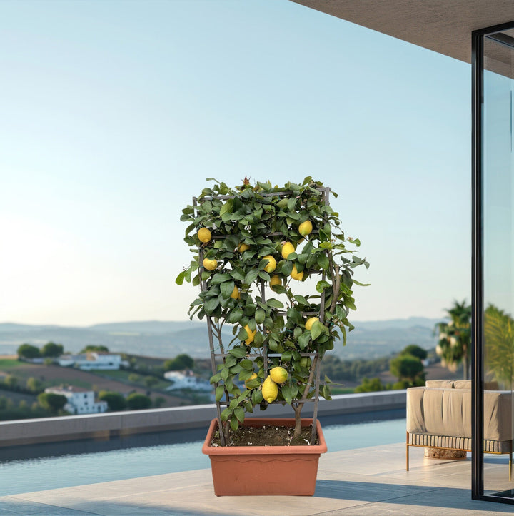Citrus Lemon op rek - 160cm - Kamerplant Kopen