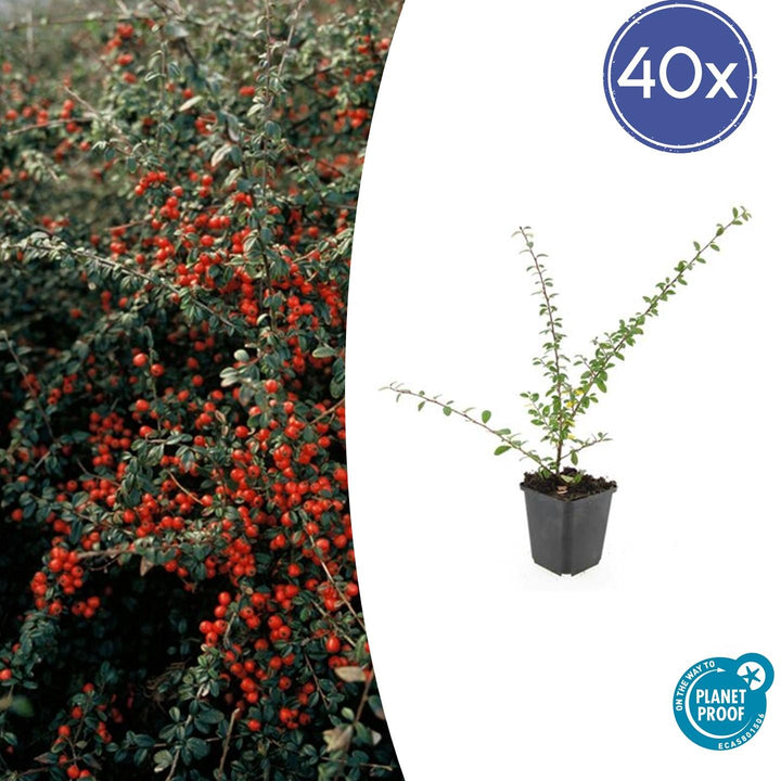 Cotoneaster Suecicus 'Coral Beauty' - 20cm