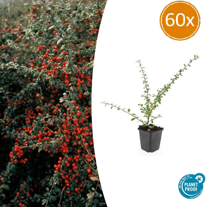 Cotoneaster Suecicus 'Coral Beauty' - 20cm
