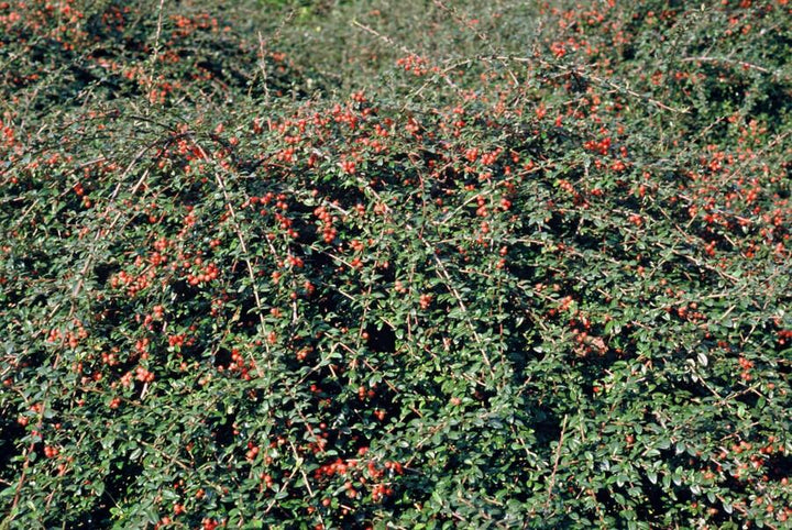 Cotoneaster Suecicus 'Coral Beauty' - 20cm