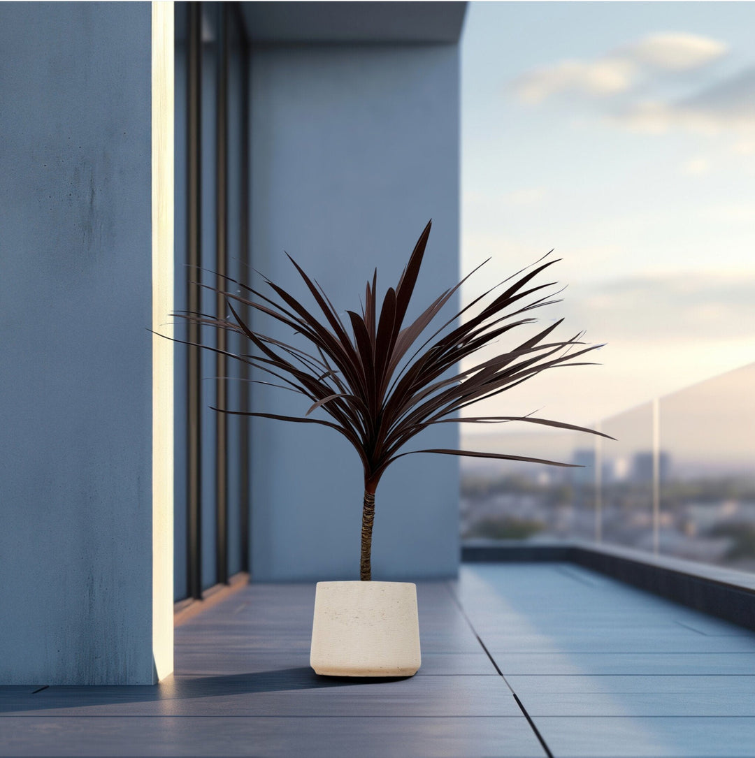 Cordyline Australis Red Star - 120cm - Palm de coordination