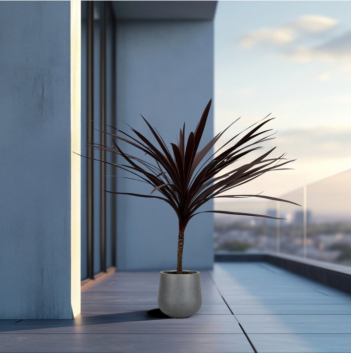 Cordyline Australis Red Star - 120cm - Palm de coordination