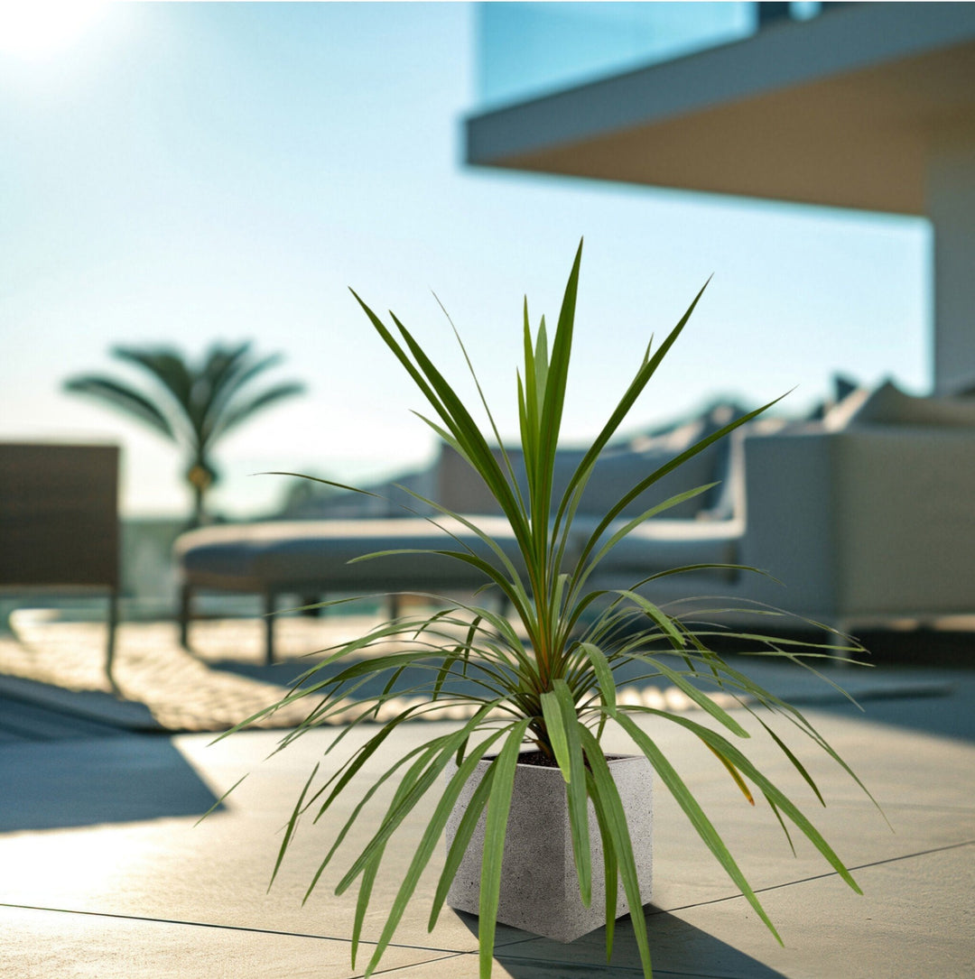 Cordyline Indivisa - 150cm - Coordinatiepalm