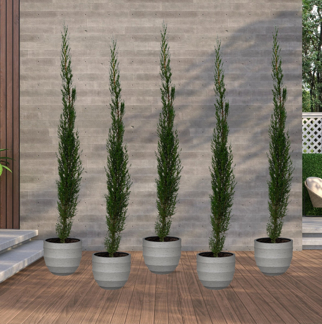 5x Cupressus Sempervirens Totem - 170cm - Acheter une Plante d'Intérieur
