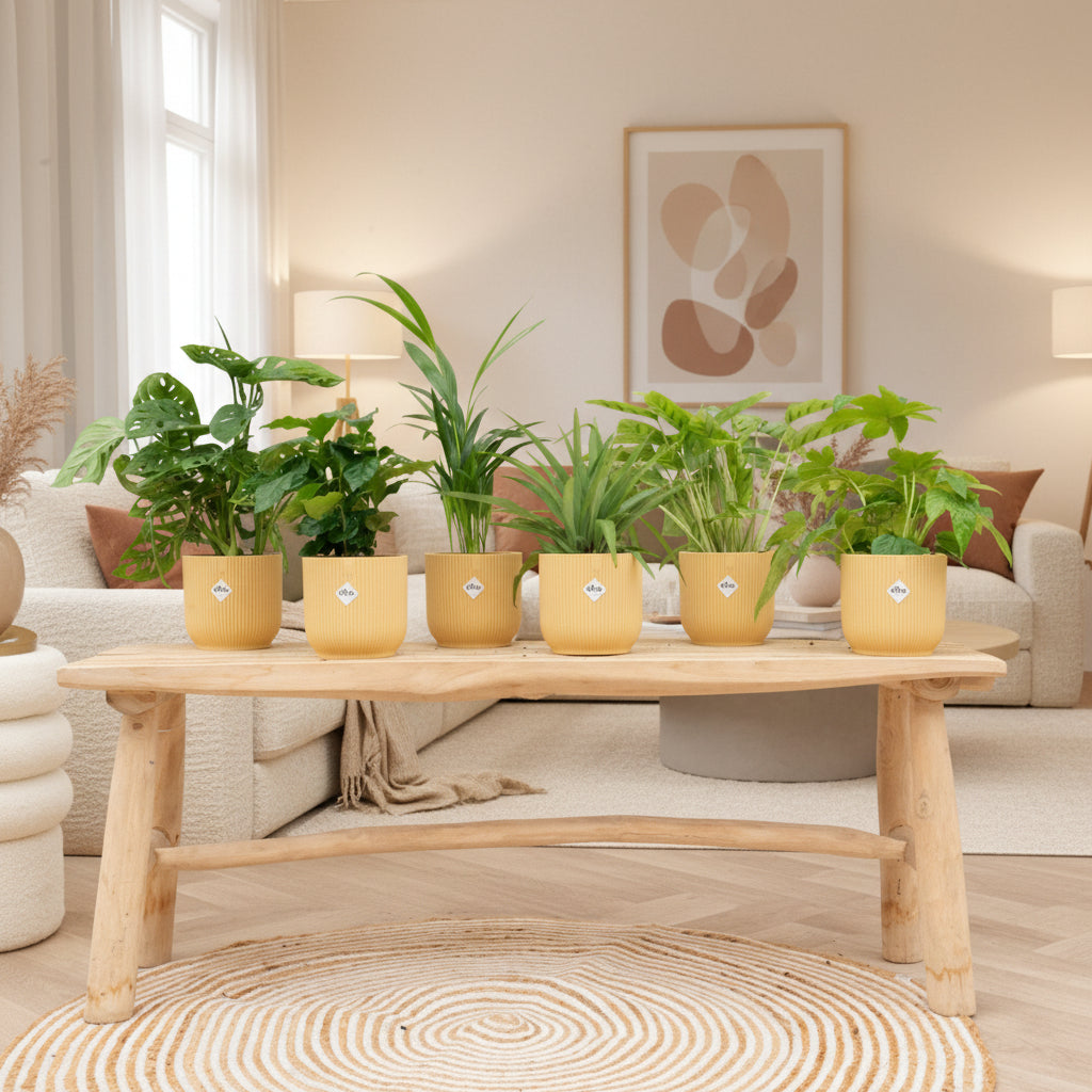 Verrassingsbox - 6 planten inclusief elho Vibes Fold Round Ø14