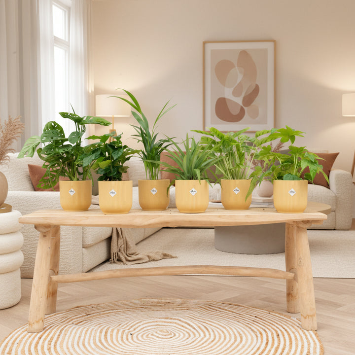Verrassingsbox - 6 planten inclusief elho Vibes Fold Round Ø14