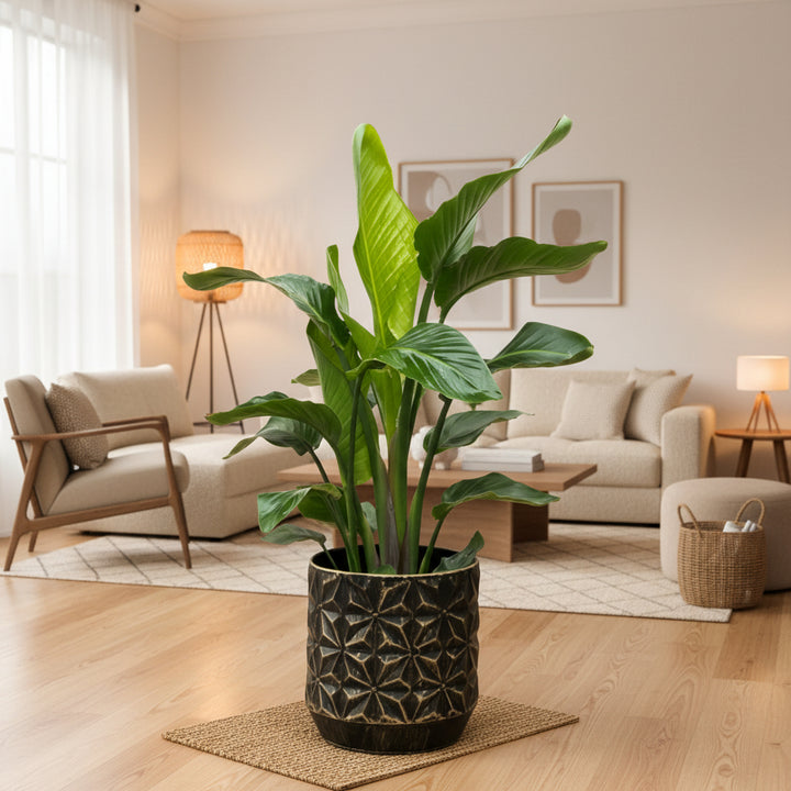 Strelitzia Nicolai - Ø19cm - 90cm - Paradijsvogelplant