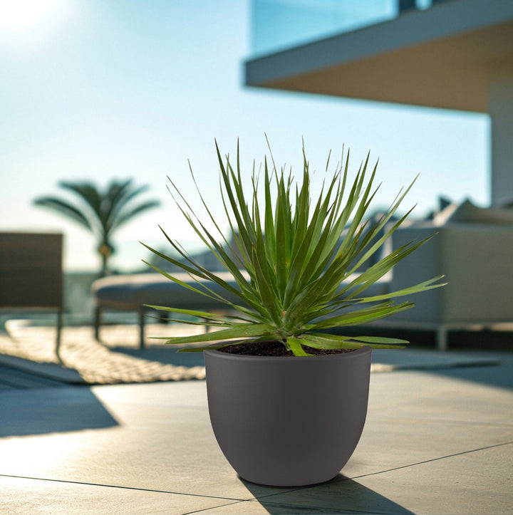 Dracaena Draco - 100cm - Dracaena Dragonnier Plante d'intérieur
