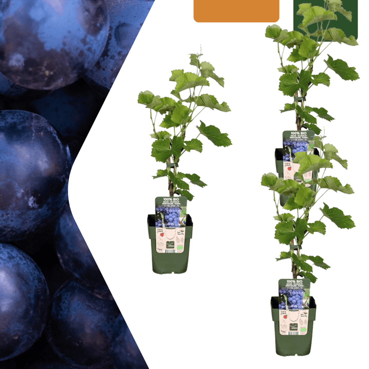 Plantes de vigne biologiques - 20cm - Acheter une plante d'intérieur