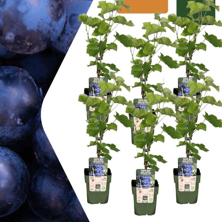 Plantes de vigne biologiques - 20cm - Acheter une plante d'intérieur