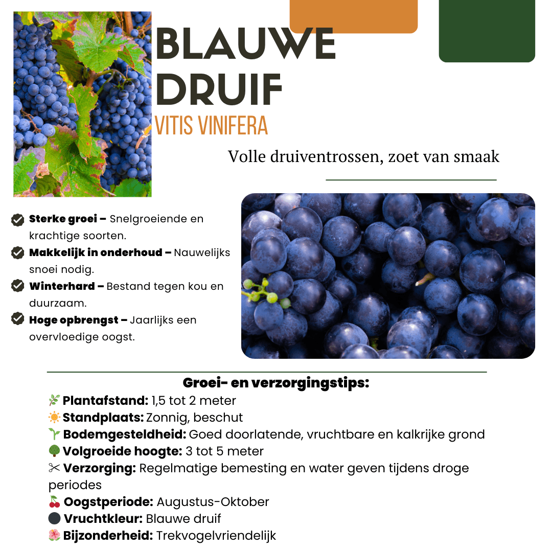 Plantes de vigne biologiques - 20cm - Acheter une plante d'intérieur