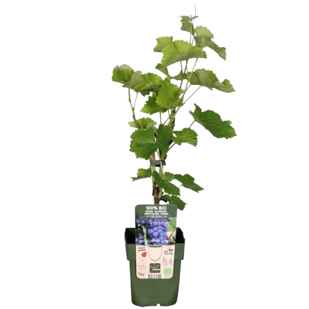 Plantes de vigne biologiques - 20cm - Acheter une plante d'intérieur
