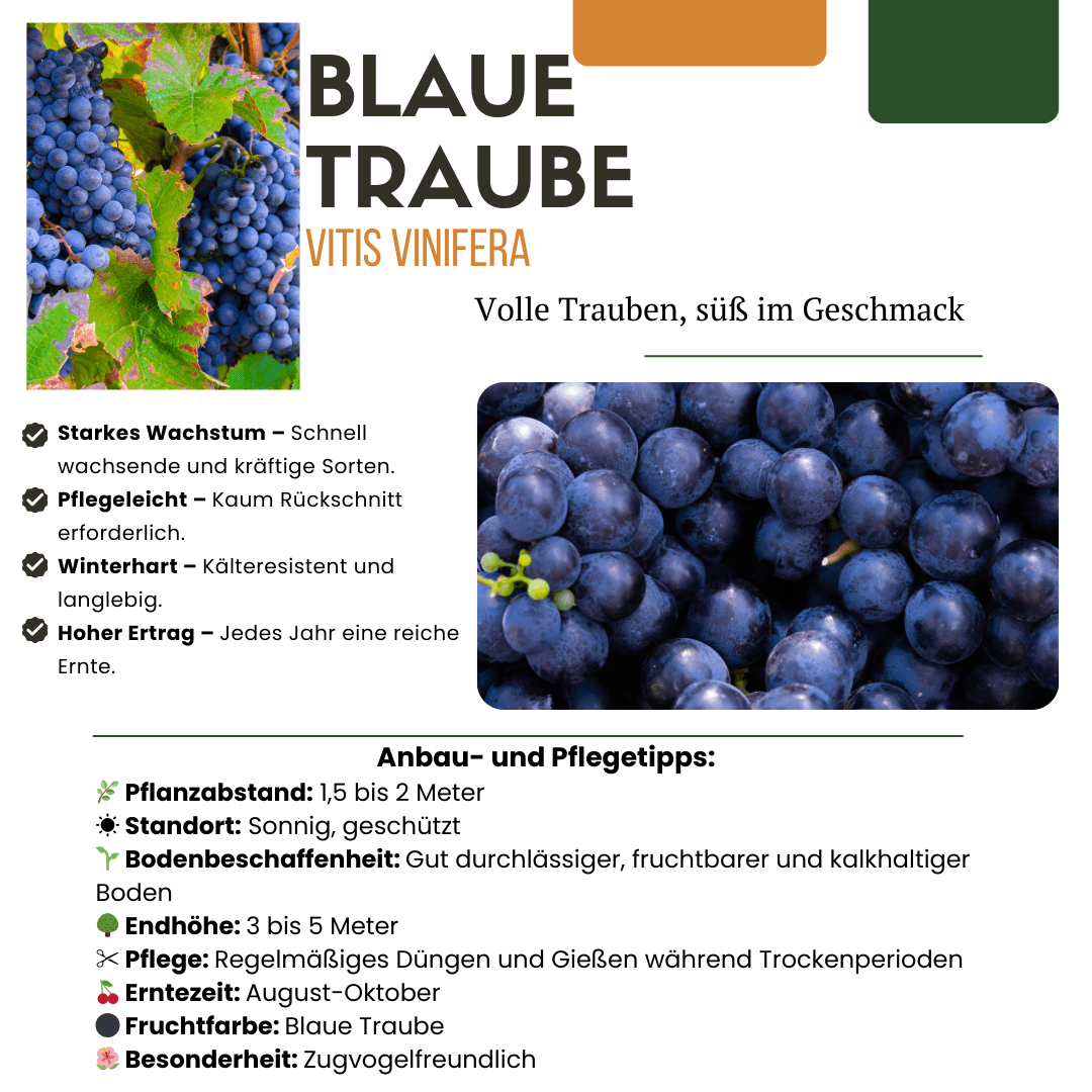 Plantes de vigne biologiques - 20cm - Acheter une plante d'intérieur