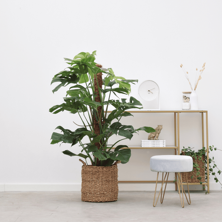 Monstera Pertusum XL - 130cm - Gatenplant - Kamerplant