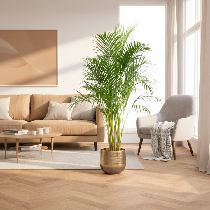 Dypsis Lutescens (Areca palm) - 150cm - Goudpalm | Koop