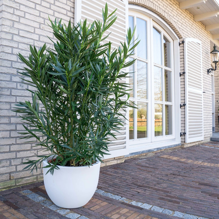 Nerium Oleander - 180cm - Acheter une plante d'intérieur