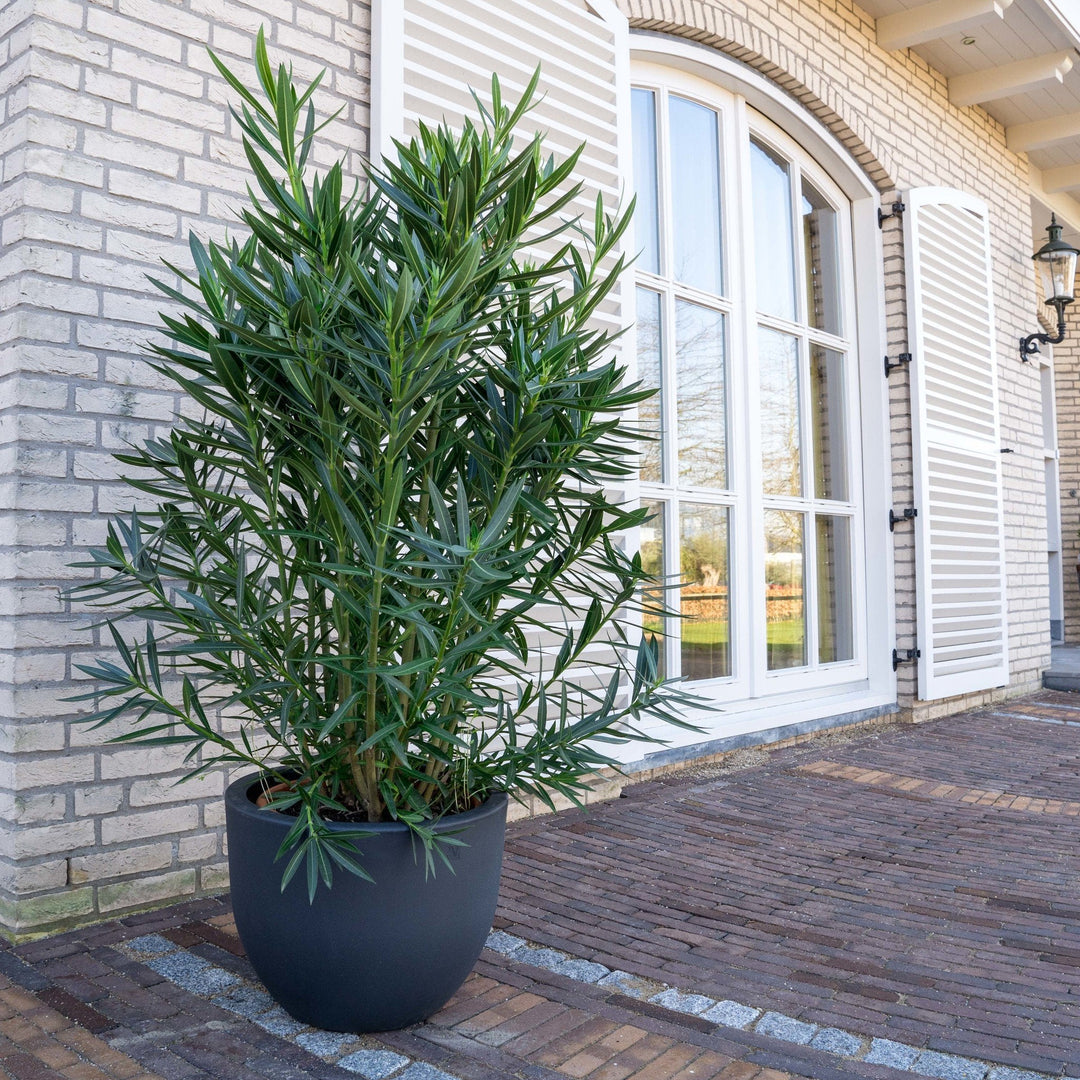 Nerium Oleander - 180cm - Acheter une plante d'intérieur