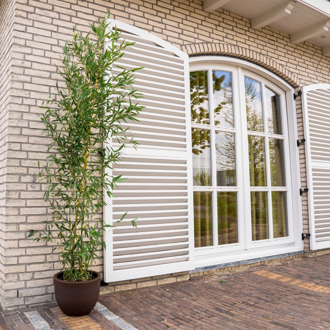 Fargesia bambou - 220cm - Acheter une plante d'intérieur