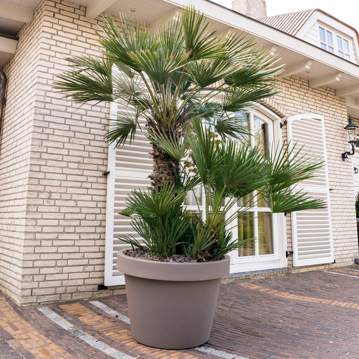 Chamaerops Humilis - 230cm - Acheter une plante d'intérieur