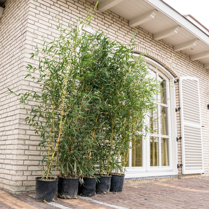 5x Fragesia bambou - 220cm - Achat plante d'intérieur Vivace