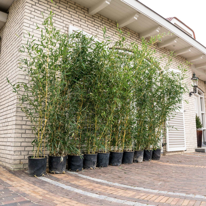 10x Bambous Fargesia - 220cm - Achat Plantes d'intérieur Vivace