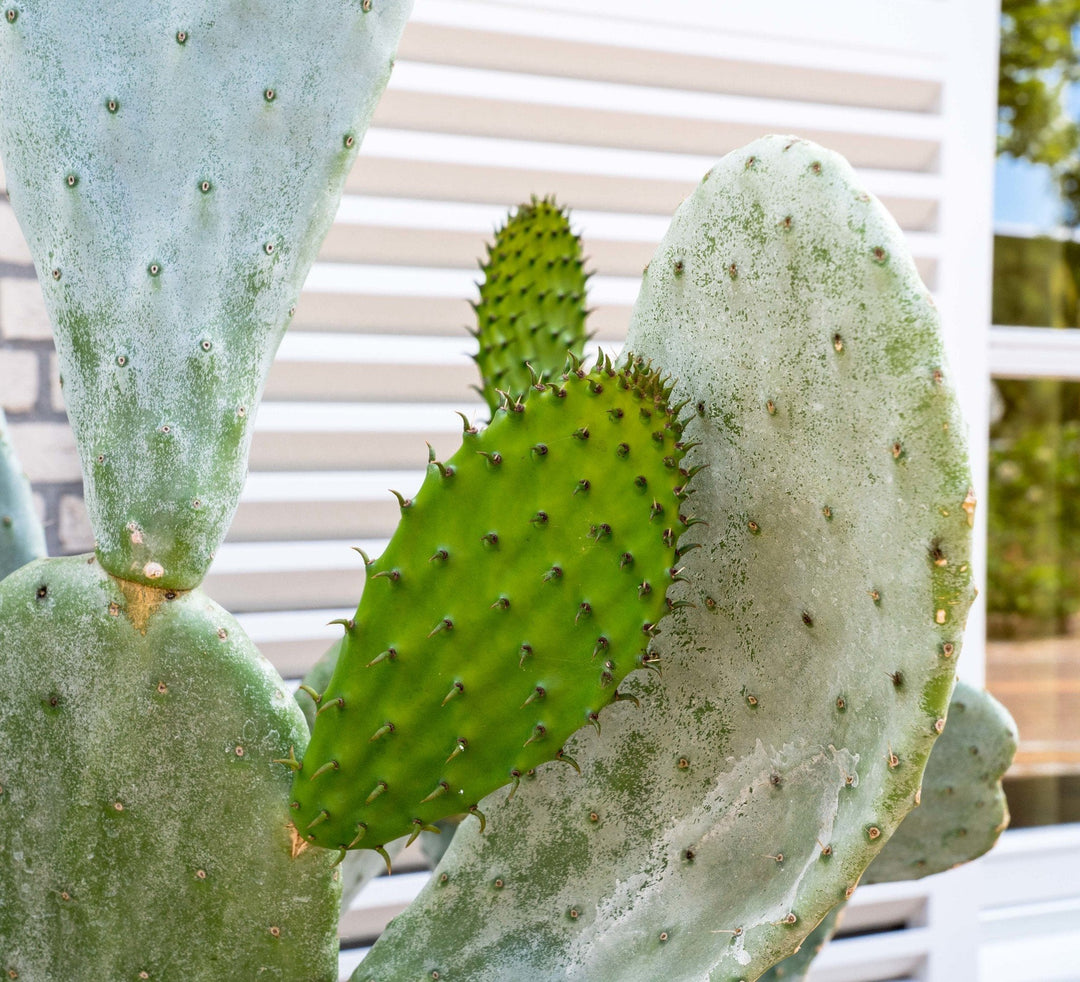 Cactus Opuntia - 120cm - Cactus Mix - Cactus Set Kamer