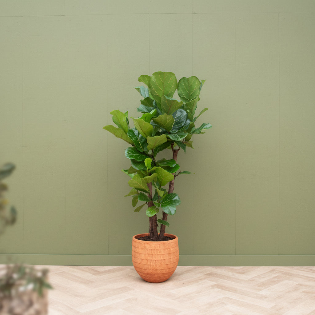 Ficus Lyrata vertakt - 200cm - Vioolbladplant - Kamerplant