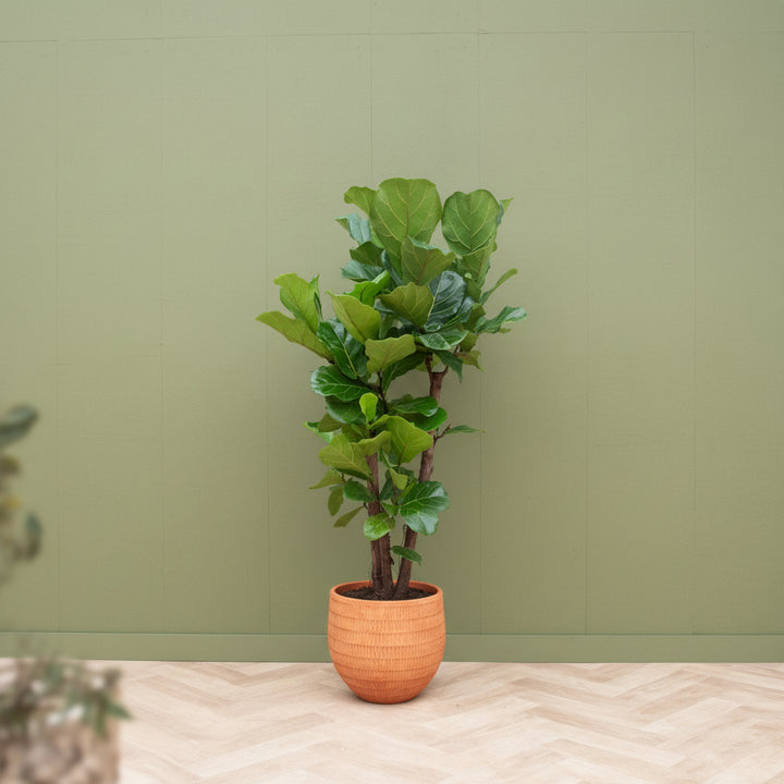 Ficus Lyrata vertakt - 200cm - Vioolbladplant - Kamerplant