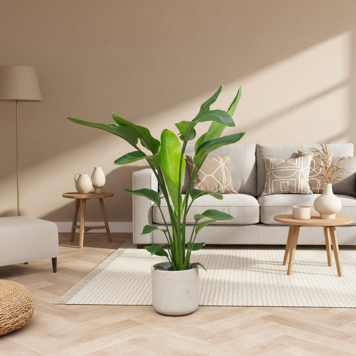 Strelitzia Nicolai - Ø19cm - 90cm - Paradijsvogelplant