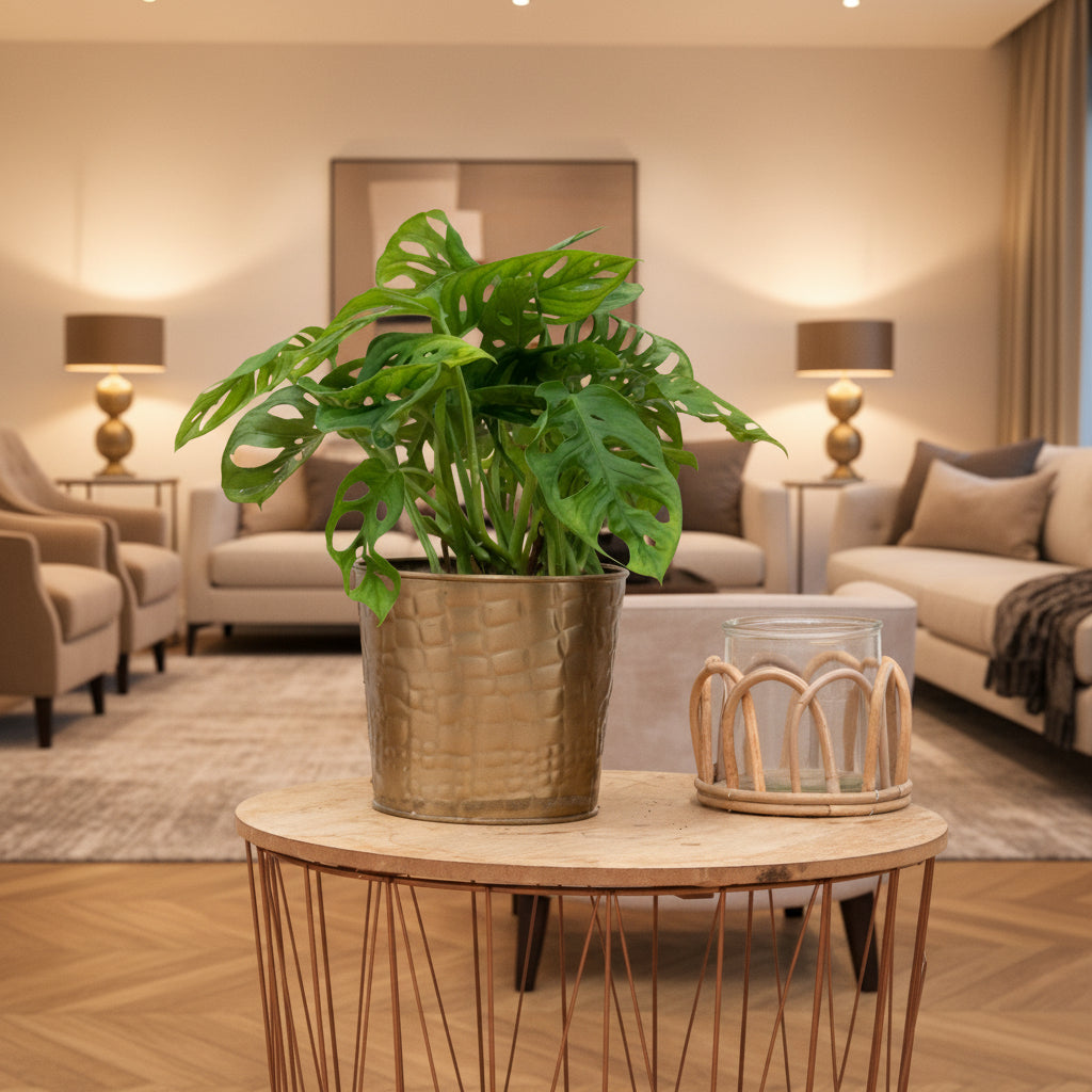 Monstera Monkey Leaf - Ø12 - 25cm - Gatenplant | Koop