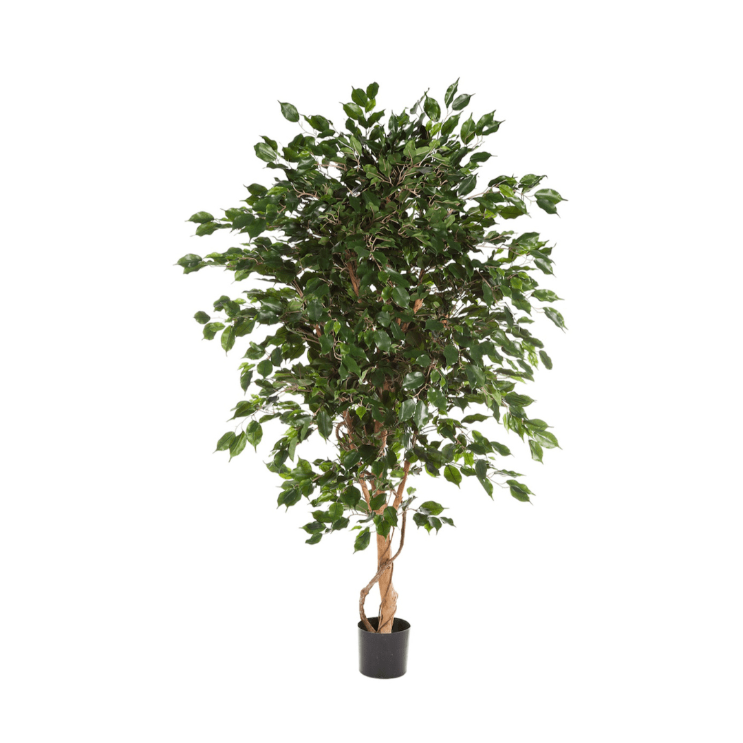 Ficus Exotica kunstplant - 180 cm - Ficus Kamerplant