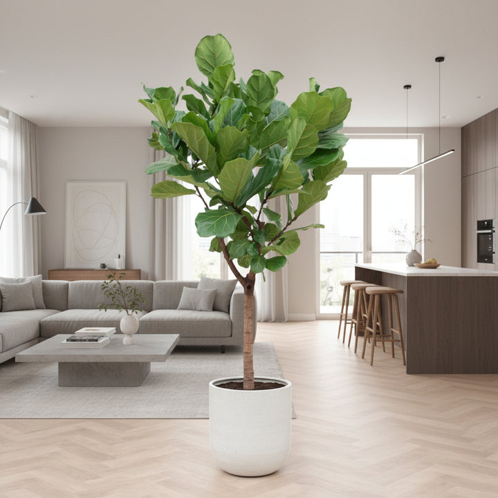 Ficus Lyrata boom XXL - 210cm - Vioolbladplant - Kamerplant