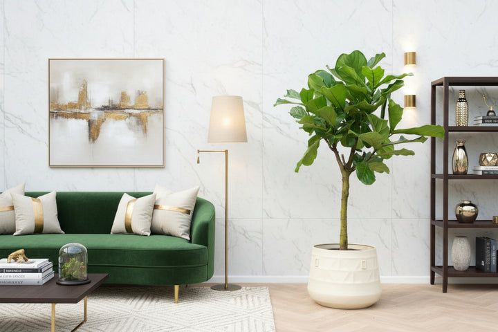 Ficus Lyrata boom XXL - 210cm - Vioolbladplant - Kamerplant